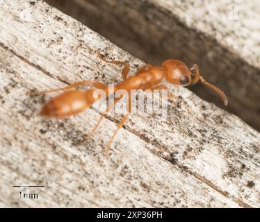 Apache Twig Ant (Pseudomyrmex apache) Insecta Foto Stock