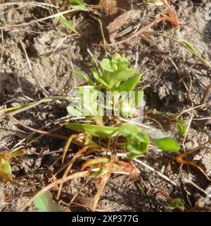 Chaffweed (Lysimachia minima) Plantae Foto Stock