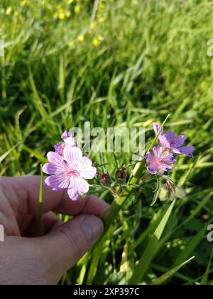 Tuberous Crane's-Bill (Geranium tuberosum) Plantae Foto Stock