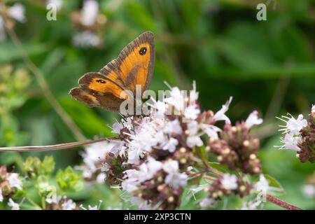 Farfalla guardiano (Pyronia tithonus) che si nutre di nettare sui fiori di maggiorana selvatica in agosto o in estate, Hampshire, Inghilterra, Regno Unito Foto Stock