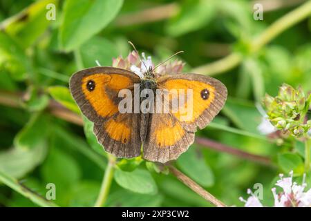 Farfalla guardiano (Pyronia tithonus) che si nutre di nettare sui fiori di maggiorana selvatica in agosto o in estate, Hampshire, Inghilterra, Regno Unito Foto Stock