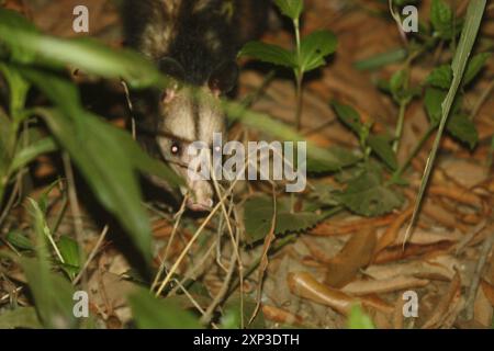 Opossum meridionale (Didelphis marsupialis) Mammalia Foto Stock