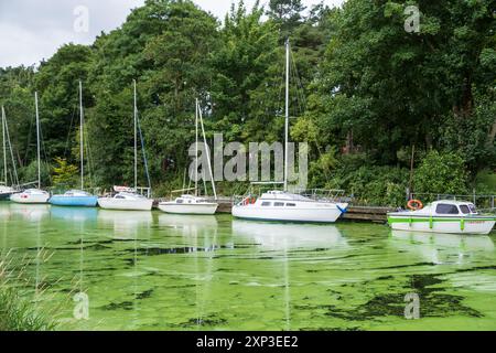 Antrim, Irlanda del Nord - 3 agosto 2024: Fiume all'ingresso del Lough Neagh invaso da alghe Blue Green che causano un esteso inquinamento idrico. Foto Stock