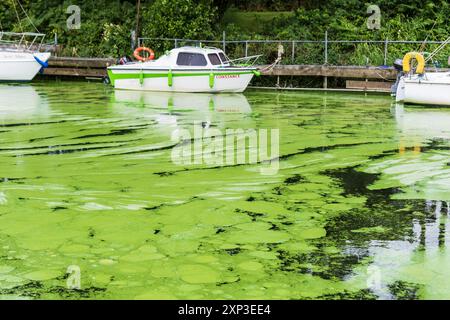 Antrim, Irlanda del Nord - 3 agosto 2024: Fioriscono le alghe verdi blu cianobatteri tossiche, che prendono una presa significativa a Lough Neagh. Inquinamento ambientale Foto Stock
