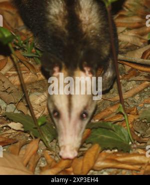 Opossum meridionale (Didelphis marsupialis) Mammalia Foto Stock
