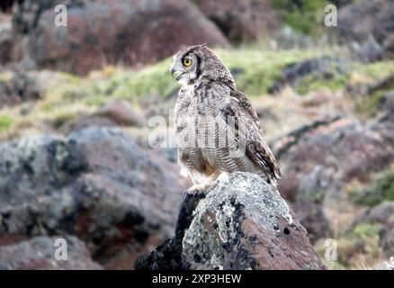 Gufo corneo minore (bubo magellanicus) Aves Foto Stock