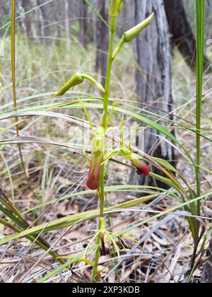 Large Tongue Orchid (Cryptostis subulata) Plantae Foto Stock