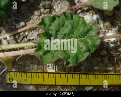 Little Desert Trumpet (Eriogonum trichope) Plantae Foto Stock