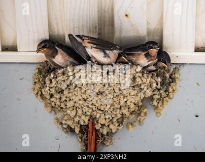 Fienile rondini (Hirundo rustica) costruisce il loro nido di argilla sotto un tetto. Sichuan, Cina. Foto Stock