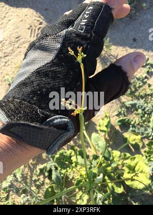 Little Desert Trumpet (Eriogonum trichope) Plantae Foto Stock