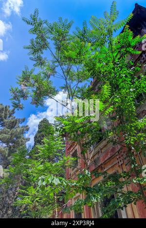 Albero del cielo (Ailanthus altissima), Ailanthus altissima. Parco del Castello di Sammezzano, Toscana, Italia. Foto Stock