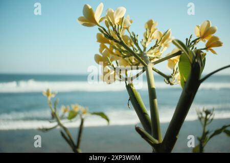 Fiori di frangipani con uno sfondo di onde oceaniche blu su un'isola tropicale Foto Stock
