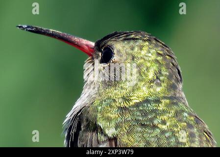 Aves, Hummingbird dorato (Hylocharis chrysura) Foto Stock