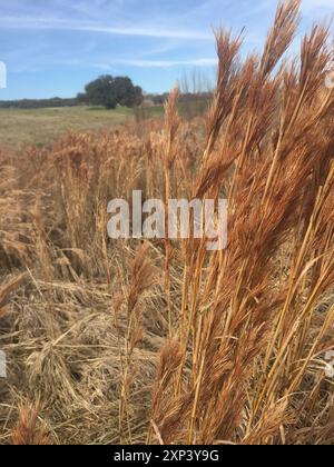 (Andropogon glomeratus) Plantae Foto Stock