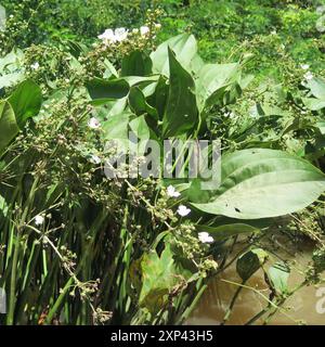 Piano della testa di scopa strisciante (Echinodorus cordifolius) Foto Stock