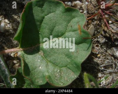 Little Desert Trumpet (Eriogonum trichope) Plantae Foto Stock