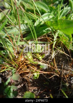 Chaffweed (Lysimachia minima) Plantae Foto Stock