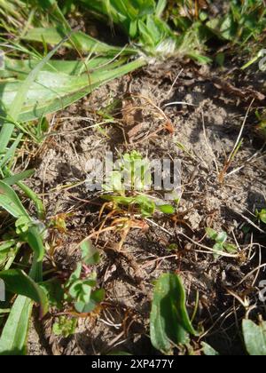 Chaffweed (Lysimachia minima) Plantae Foto Stock