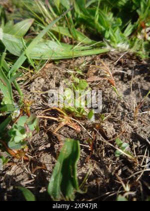 Chaffweed (Lysimachia minima) Plantae Foto Stock