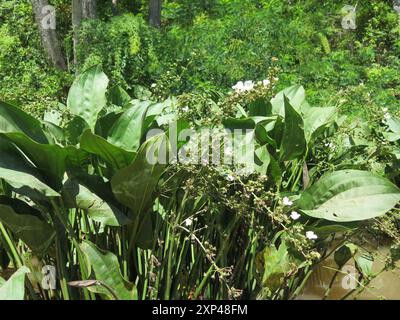 Piano della testa di scopa strisciante (Echinodorus cordifolius) Foto Stock