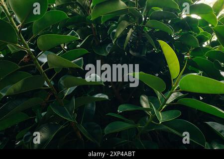 Foglie di Ficus benjamina per la texture dello sfondo. Foto di alta qualità Foto Stock