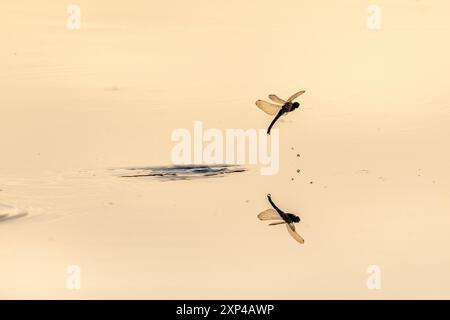 Una libellula depone le uova mentre vola sull'acqua di una palude. BAS Rhin, Alsazia, Francia, Europa Foto Stock