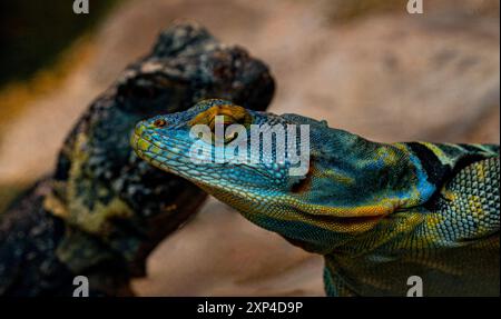 Ritratto di Baja blu lucertola di roccia (Petrosaurus thalassinus) che si crogiola su roccia Foto Stock