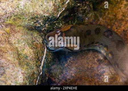 Anaconda verde (Eunectes murinus), conosciuta anche come l'anaconda gigante trovato in Sud America Foto Stock