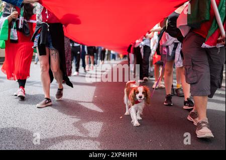 Londra, Regno Unito. 3 agosto 2024. Un cane visto con i dimostranti durante la manifestazione. I manifestanti pro-palestinesi marciarono a Londra per mostrare sostegno alla Palestina e chiesero al governo britannico di imporre un “embargo sulle armi bidirezionale su Israele”. (Foto di David Tramontan/SOPA Images/Sipa USA) credito: SIPA USA/Alamy Live News Foto Stock