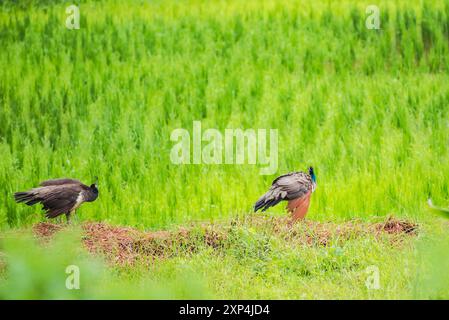 Affascinante strada del Villaggio di Kollengode con le montagne Nelliyampathy e le cascate di Seetharkundu - Turismo del Kerala Foto Stock