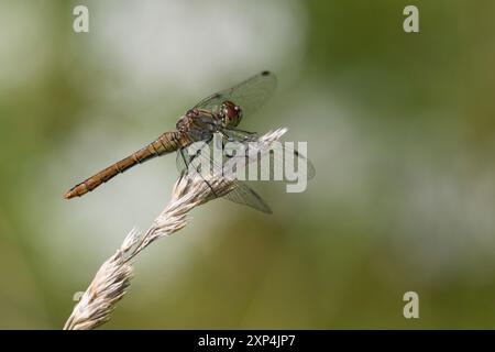 Blutrote Heidelibelle, Heidelibelle, Weibchen, Sympetrum sanguineum, Sympetrum Ruddy sympetrum, Ruddy Darter, donna, Sympétrum sanguin Foto Stock