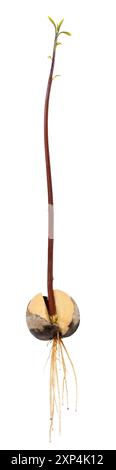 Germoglio di avocado che cresce da un seme isolato su un bianco Foto Stock