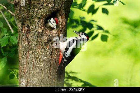 Primo piano di un grande picchio maschio che dà da mangiare ai pulcini Foto Stock