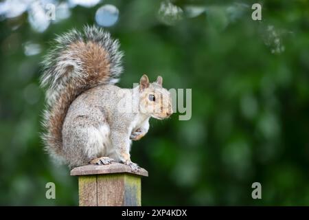 Primo piano di uno scoiattolo grigio seduto su un palo di recinzione Foto Stock