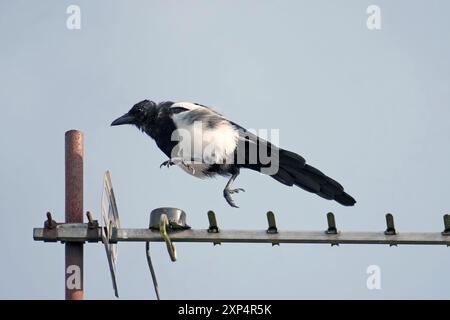 Magpie a becco nero - Pica pica decolla da un'antenna televisiva Foto Stock