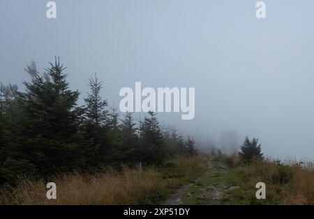 Una fotografia mistica e suggestiva che cattura una fitta foresta in Polonia avvolta da una fitta nebbia. La nebbia avvolge gli alberi alti, oscurando le loro cime. Foto Stock