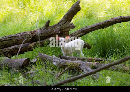 Cervi bianchi rari. Scena naturale dalla zona di conservazione in Wisconsin. Foto Stock