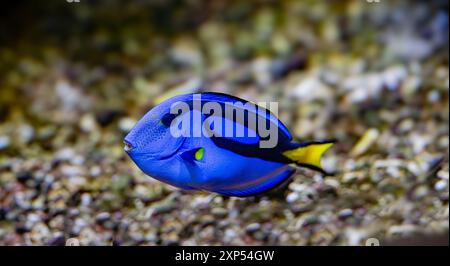 Linguetta Blu, Blu Ippona codolo o Palete Surgeonfish (Paracanthurus hepatus) Foto Stock