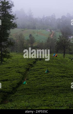 Raccoglitori di tè che lavorano in una fattoria di tè su una montagna nebbiosa nello Sri Lanka Foto Stock