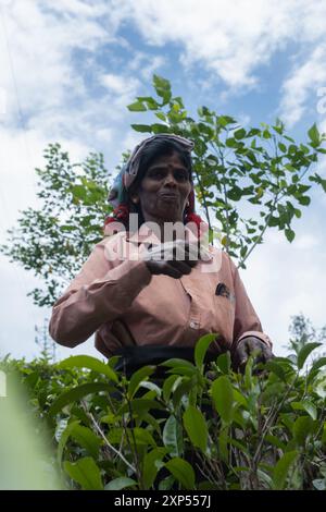 Selezionatrice di tè a Ella, Sri Lanka Foto Stock