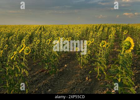 Un campo di girasoli in fiore a Turégano, provincia di Segovia. Foto Stock