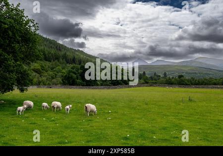 Flock of Sheep in Rural Highland Landscape vicino al villaggio di Ullapool in Scozia, Regno Unito Foto Stock