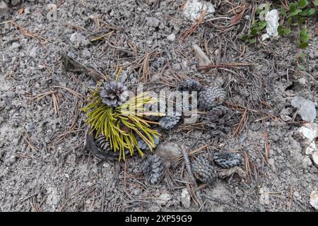 Pini giovani con pinne sul fondo della foresta che mostrano resilienza e crescita Foto Stock