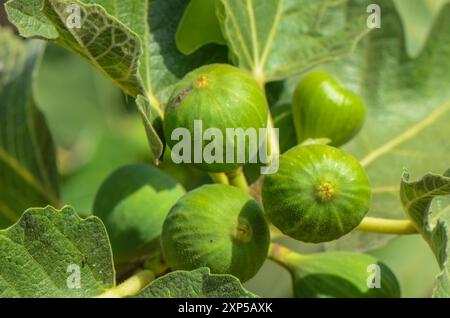 Primo piano di un albero di fico al sole Foto Stock