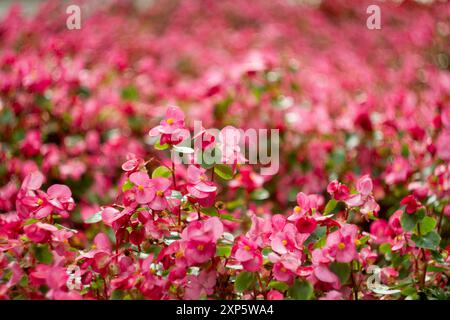 Vivace primo piano di splendide begonie di cera rosa in un fiorito letto di fiori. Messa a fuoco morbida, sfondo sfocato, petali delicati, messa a fuoco selettiva, bokeh rosa Foto Stock