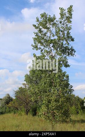 Un albero di cottonwood in un campo con cielo blu a Morton Grove, Illinois Foto Stock