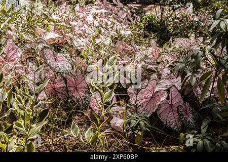 Primo piano dell'Elephant Ears Plant a Charleston Garden Foto Stock