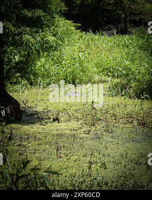 Testa di alligatore mimetizzata in acqua verde palude Foto Stock