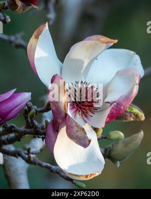 Fiore di Magnolia che fiorisce sull'albero, viola e bianco, grandi fiori, giardino costiero australiano Foto Stock