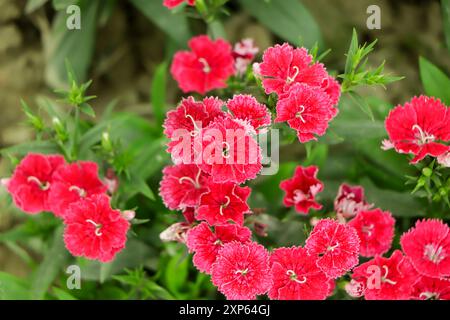 il dianthus rosa fiorisce in giardino Foto Stock